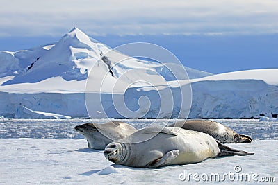 Crabeater seals on ice floe, Antarctic Peninsula Stock Photo