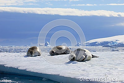 Crabeater seals on ice floe, Antarctic Peninsula Stock Photo