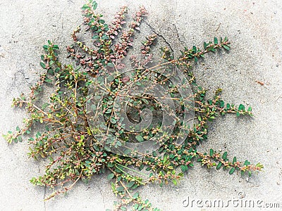 Crabgrass Stock Photo