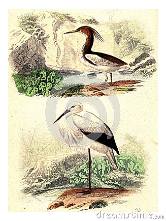 Crabier of mahon, The stork, vintage engraving Cartoon Illustration