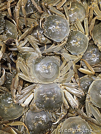 Crabs Stock Photo