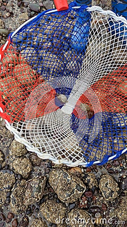 Crabs caught in a child's net whilst rock pooling Stock Photo