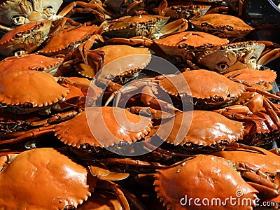 Crabs and other seafood Stock Photo