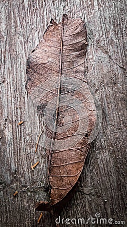 Crack Brown Leaf fall down Stock Photo