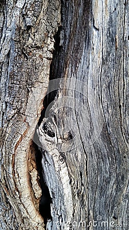 Photograph of Diseased Oak Tree Stock Photo