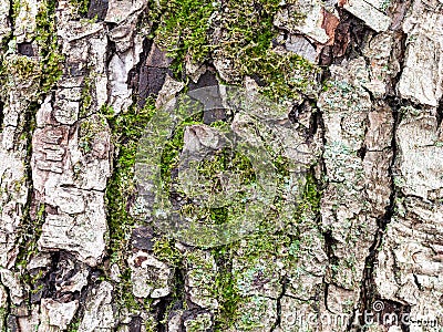 Cracked bark on mature trunk of apple tree Stock Photo