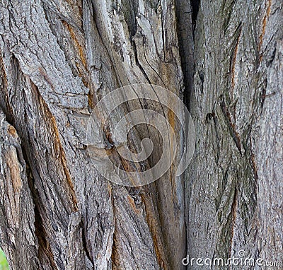 Cracked bark of old tree Stock Photo