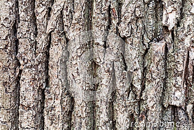 Cracked bark on old trunk of oak tree close up Stock Photo