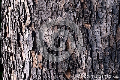 Cracked bark pattern of a plane tree Stock Photo