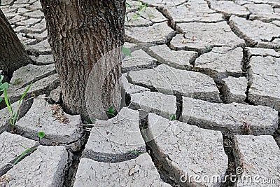 Cracked choppy ground layer around young tree trunk on river bank, caused by rapid water level change and drought Stock Photo