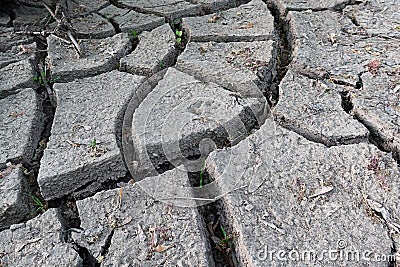 Cracked choppy ground layer around young tree trunk and some fresh green plants on river bank. Stock Photo