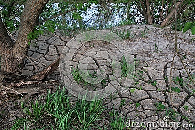 Cracked choppy ground layer around young tree trunks and some fresh green plants on river bank, caused by rapid water level change Stock Photo