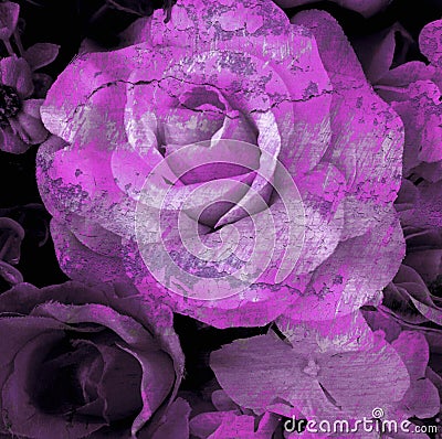 Cracked flower, old rose, art dark tone Stock Photo