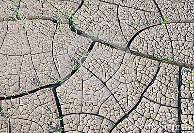 Cracked land texture with grass Stock Photo