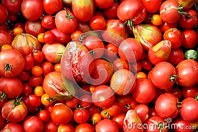 Rotten fresh tomatoes lie on the surface. Stock Photo