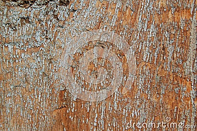 Cracked paint on a wooden wall. Wall from wooden planks with paint traces. Stock Photo