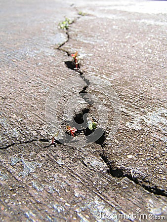 Cracked road with new life Stock Photo