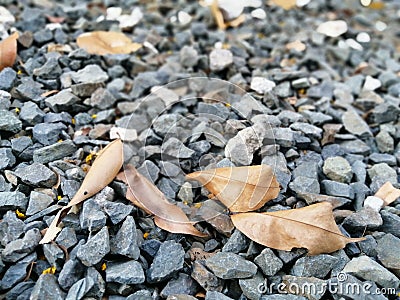Cracked Rocks with fallen brown dried narra leaves Stock Photo