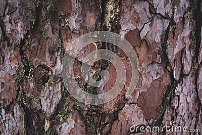 cracked rough brown and purple tree bark background Stock Photo