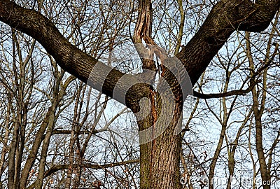 Cracked trunk longitudinally. it can be a poorly cultivated double crown with a cavity, or a lightning strike that split a tree. a Stock Photo