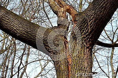 Cracked trunk longitudinally. it can be a poorly cultivated double crown with a cavity, or a lightning strike that split a tree. a Stock Photo