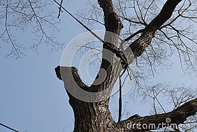 Cracked trunk longitudinally. it can be a poorly cultivated double crown with a cavity, or a lightning strike that split a tree. a Stock Photo