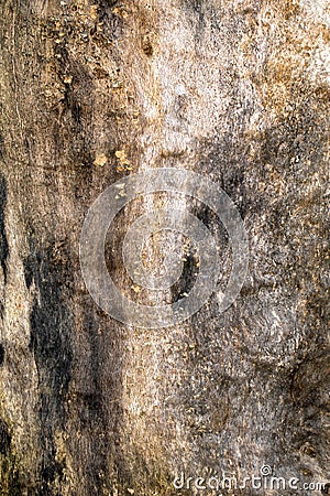 Cracked trunk of old oak without bark, dead tree Stock Photo