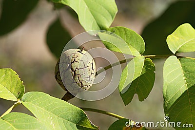 Cracked walnut husk Stock Photo