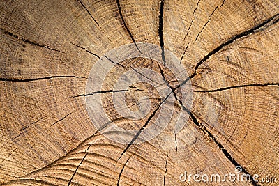 Cracked wood Stock Photo