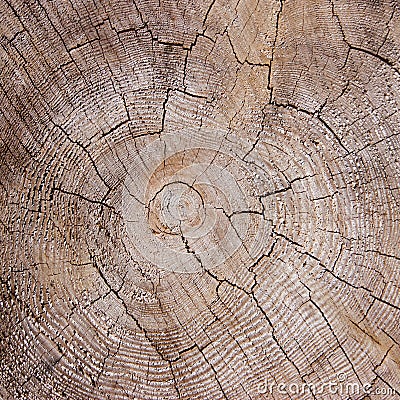 Cracked wood texture Stock Photo