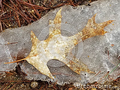 Crackly Dry Leaves Trapped in the Ice. Stock Photo