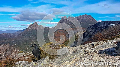 Cradle mountain and a black currawong bird Stock Photo