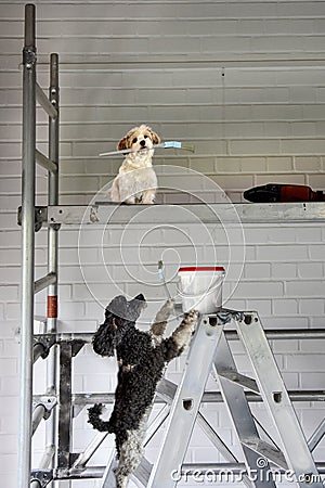 Craftsman dogs at work. They paint a wall Stock Photo