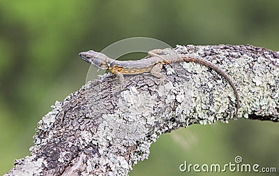 Crag lizard Stock Photo
