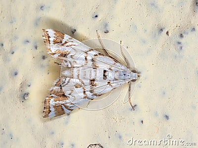 Crambid Snout Moth Stock Photo