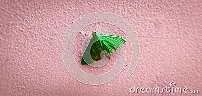 Crambid snout moth sitting on the wall. Pyraustinae Stock Photo