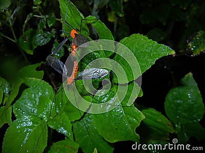 Cran fly mating , Insecta, Diptera, Tipulidae, mating insect Stock Photo