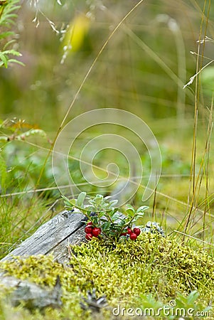 Cranberries Stock Photo