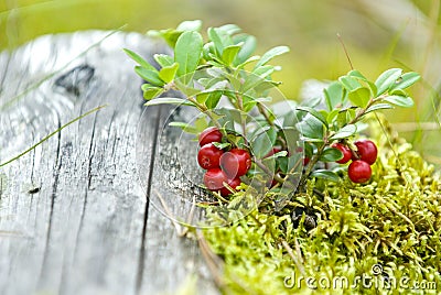 Cranberries Stock Photo