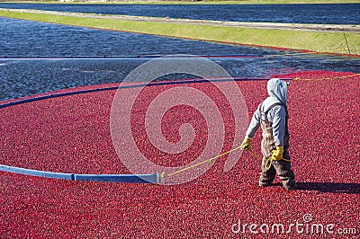 Cranberries Stock Photo