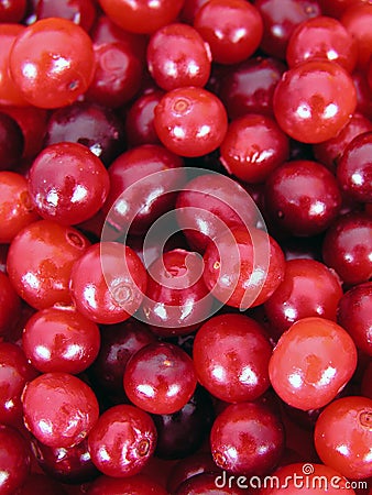 Cranberries Stock Photo