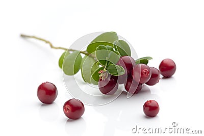 Cranberries Stock Photo