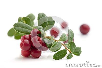 Cranberries Stock Photo