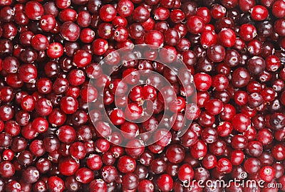 Cranberries Stock Photo