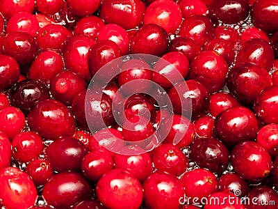 Cranberries Stock Photo