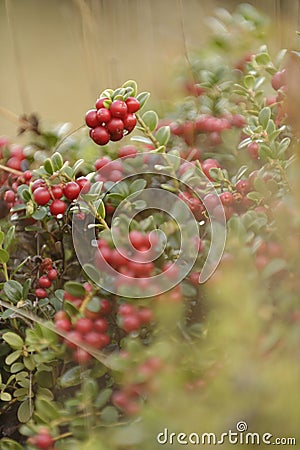 Cranberries on bush Stock Photo