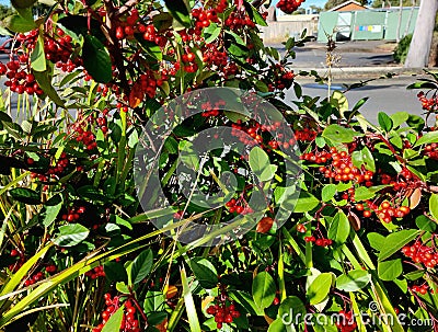 Cranberries bush with natural green and red colours during sunlight afternoon Stock Photo