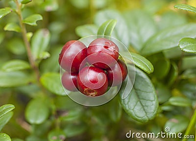 Cranberries Stock Photo