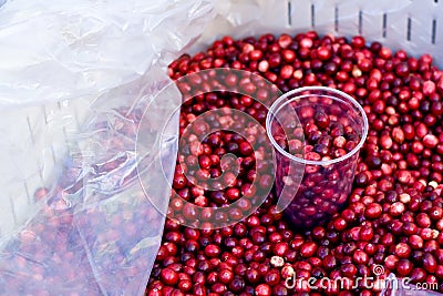 Cranberries with a glass Stock Photo