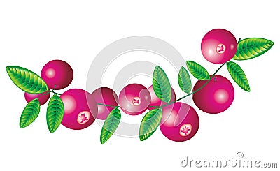 Cranberry Vector Illustration